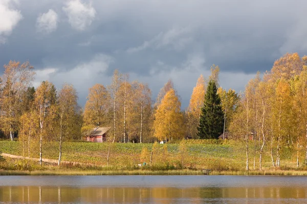 Podzimní březový les na břehu jezera — Stock fotografie