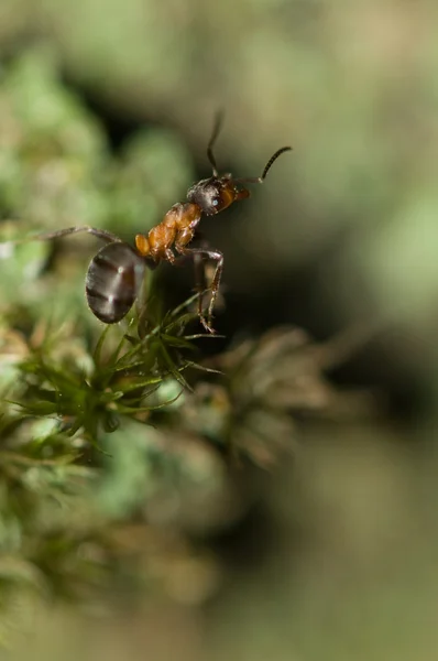 stock image Ant in the forest