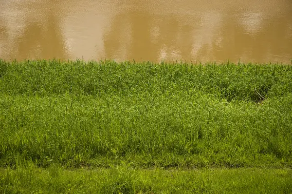 stock image River with contaminated brown water