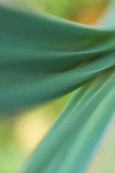 Abstract plant close up shot — Stock Photo, Image
