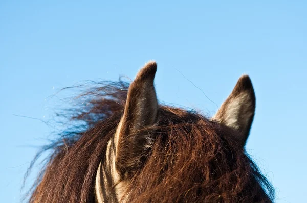 Uszy konia — Zdjęcie stockowe