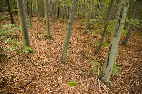 Höst skog — Stockfoto