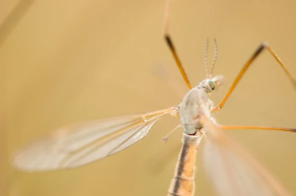 stock image Mosquito