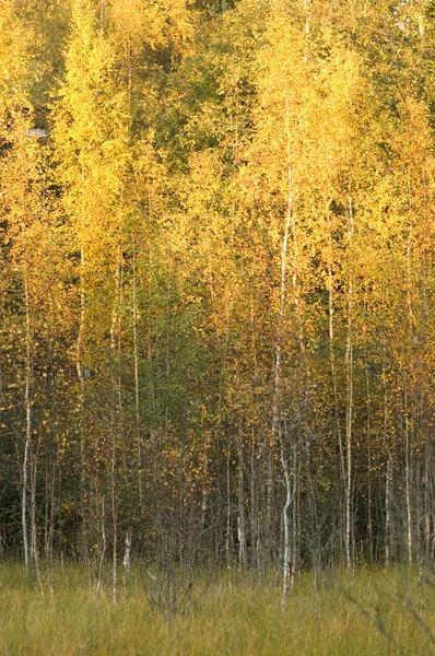 stock image Young birch trees with autumn leaves