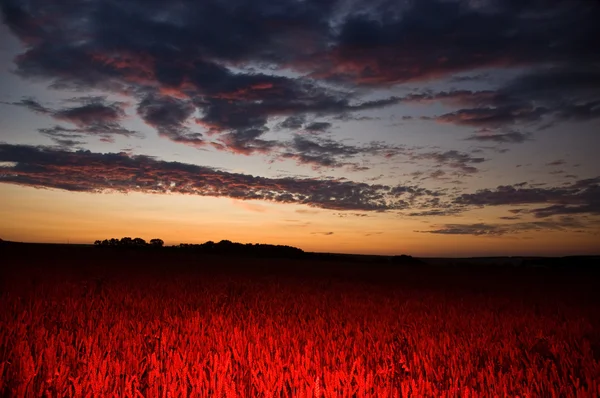 Červené rozsvícené kukuřičné pole — Stock fotografie
