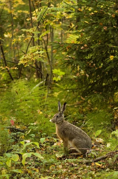 Oznámení zajíc v lese — Stock fotografie
