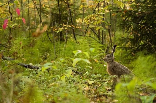 Alert hare i skogen — Stockfoto