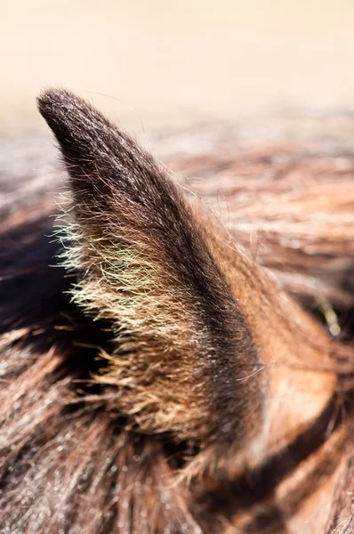 Ló fül — Stock Fotó