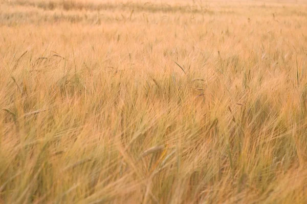 Campo di grano delicato colpo — Foto Stock