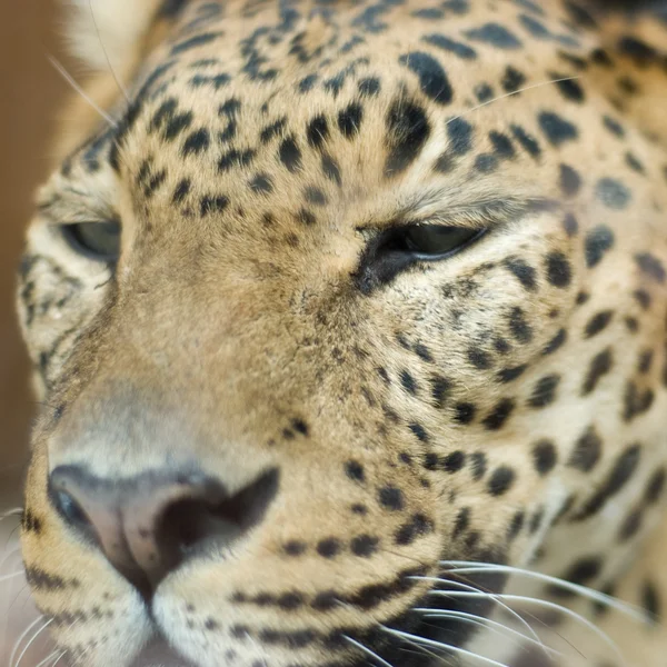 Portrait d'un léopard — Photo