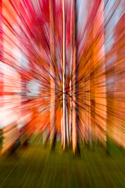 Renkli çözgü orman — Stok fotoğraf