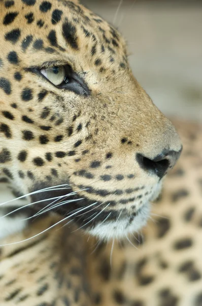 Portrait of a leopard — Stock Photo, Image