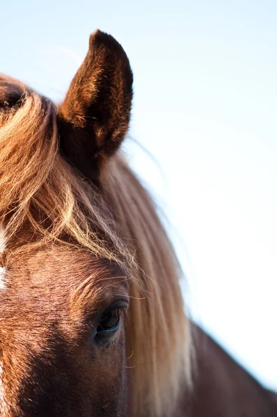 The soul of a horse — Stock Photo, Image