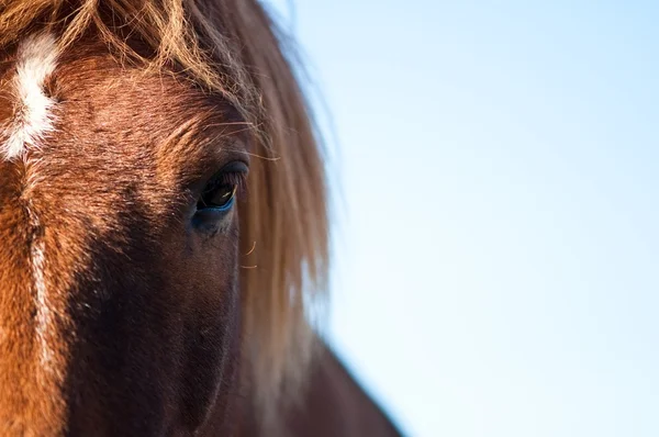 Egy ló szeme. — Stock Fotó