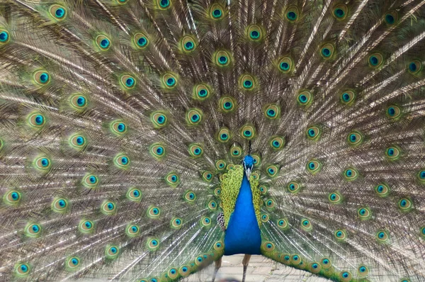 Peacock trying to impress female — Stock Photo, Image