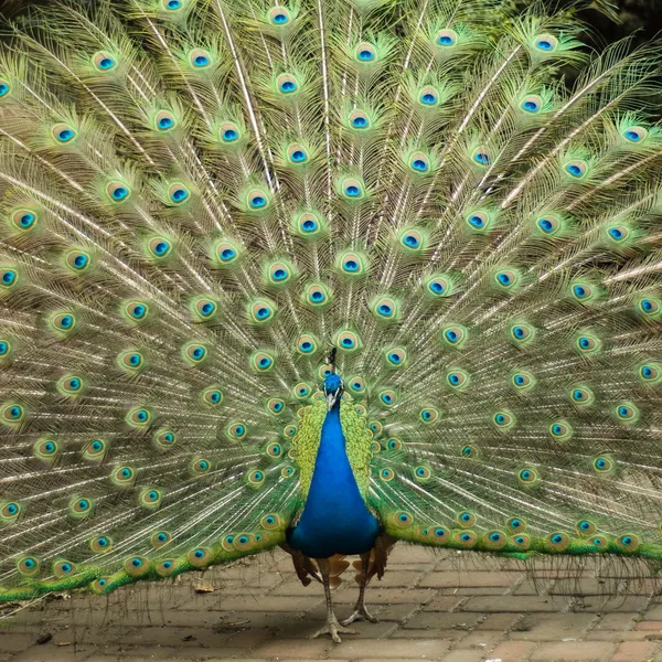 Peacock försöker imponera kvinna — Stockfoto