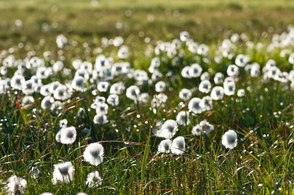 Field of white flowers — Stock Photo, Image