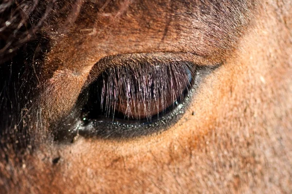 Άλογο μάτι — Φωτογραφία Αρχείου