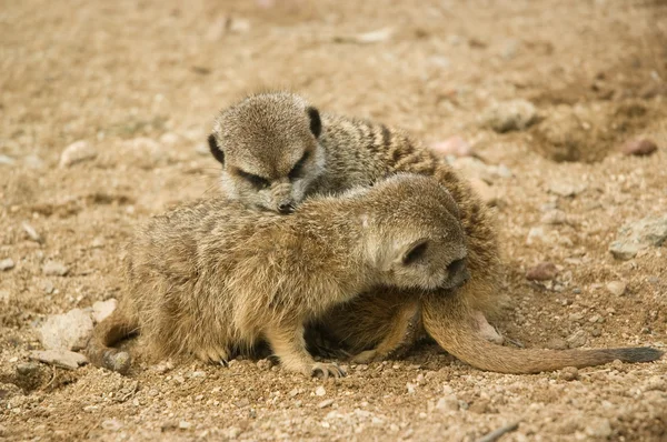 Cute baby suricates snuggling — Stock Photo, Image