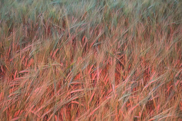 Червоне освітлене кукурудзяне поле — стокове фото