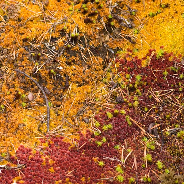 Tapete de floresta de outono — Fotografia de Stock