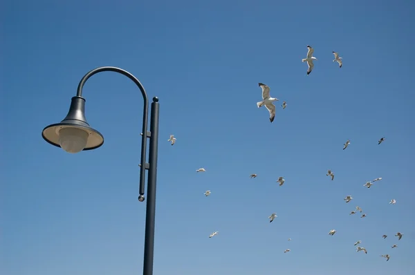 Lampa och flock fiskmåsar — Stockfoto