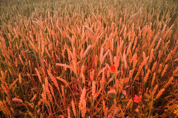 Червоне освітлене кукурудзяне поле — стокове фото