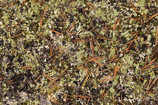 秋季森林地毯 — 图库照片