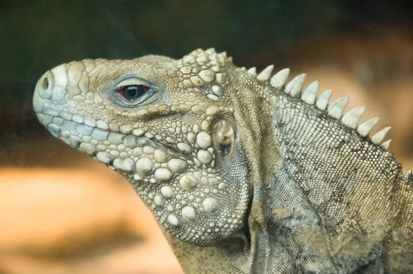 Poz iguana — Stok fotoğraf