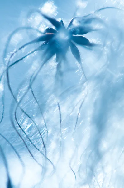 Impianto azzurro - medusa — Foto Stock
