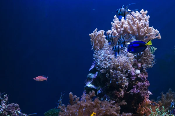 Mercan ile tropikal mühür — Stok fotoğraf