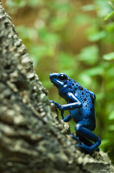 Blue dart poison frog