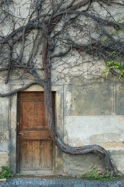 Vintage dörr och gamla krokiga träd — Stockfoto