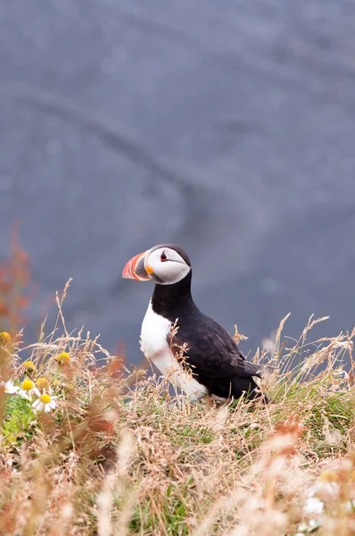 Pássaro de puffin - símbolo da Islândia — Fotografia de Stock