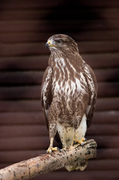 Falke sitzt auf Ast — Stockfoto