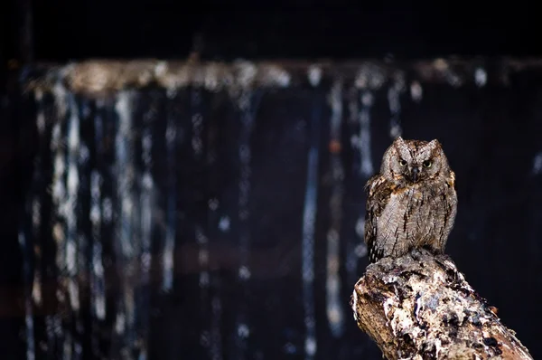Deprimerad little owl — Stockfoto