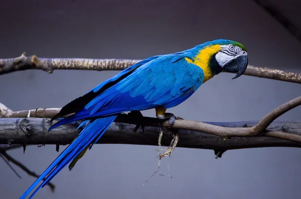 Большой синий попугай Ара — стоковое фото