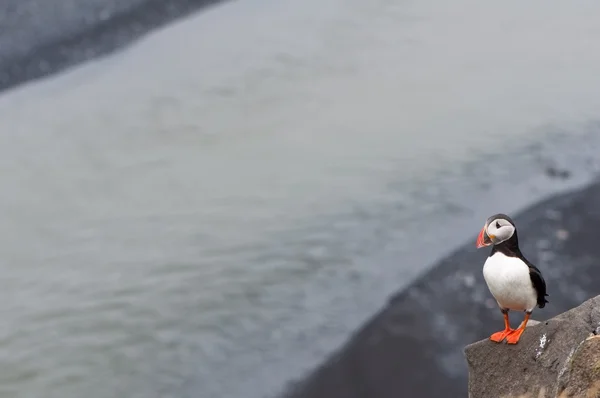 Pássaro de puffin - símbolo da Islândia — Fotografia de Stock