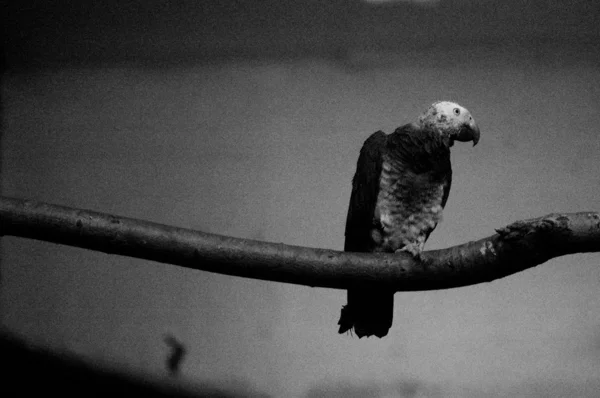 Depressed parrot — Stock Photo, Image