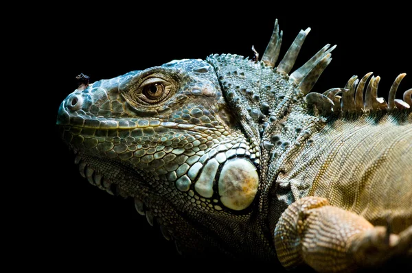Güzel iguana portre siyah bacground karşı — Stok fotoğraf