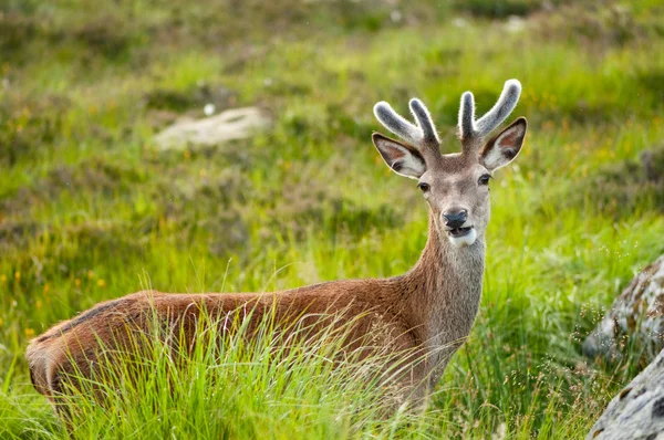 Retrato buck whitetail, curiosamente pastando na grama alta — Fotografia de Stock