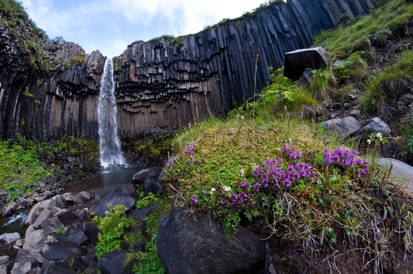 Svartifoss, ünlü siyah şelale, popüler turistik İzlanda'nın skaftafel Milli Parkı içinde yer — Stok fotoğraf