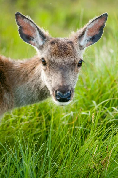 Whitetail buck portrait, curiously grazing in the high grass — Stock Photo, Image