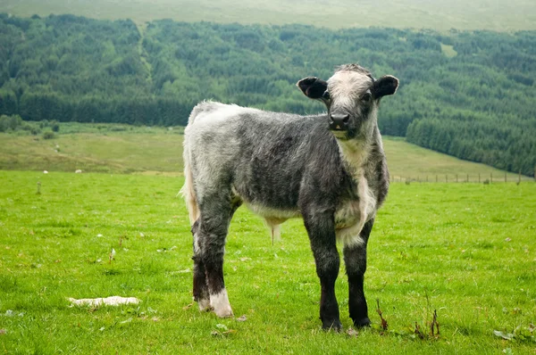 Nyfiken liten grå kalv — Stockfoto