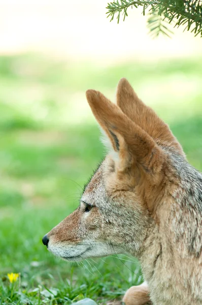 Liška, odpočívá před odchodem na lov — Stock fotografie