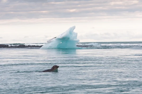 Sela nadando en el lago glaciar — Stok fotoğraf