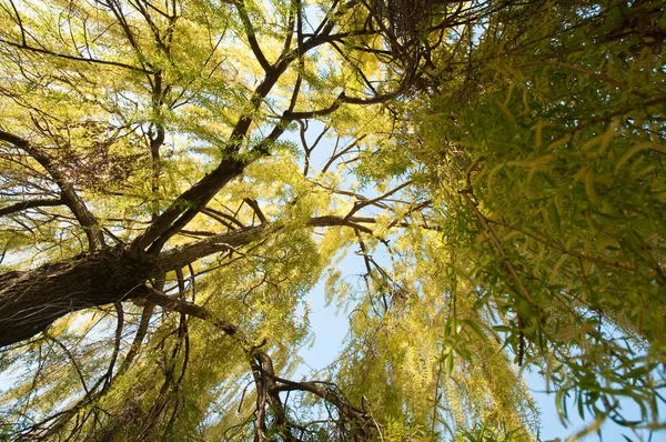 Färska gröna träd — Stockfoto