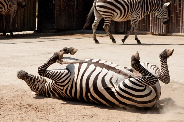 stock image Zebra doing barrell rolls