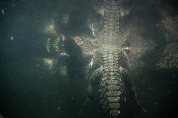 Underwater skott av två aligators, farliga grejer här — Stockfoto