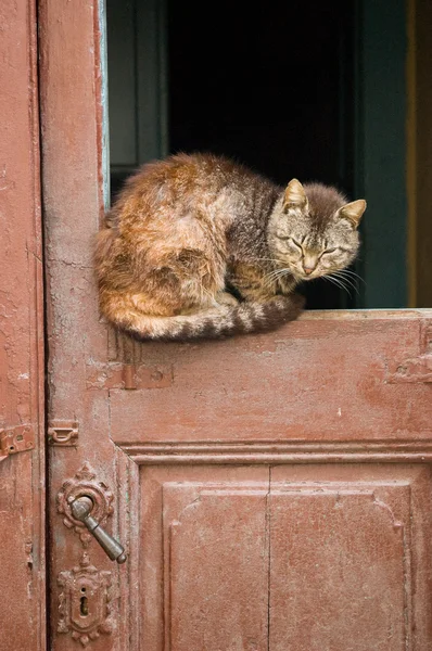 stock image Cat resting on broken door